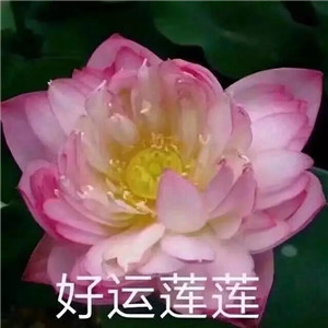 莲花微信头像图片