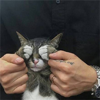 QQ头像男生抱着猫