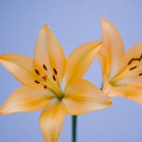 微信头像百合花图片