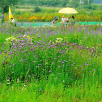 花草微信头像