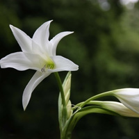 微信头像百合花图片