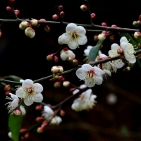 微信头像梅花图片