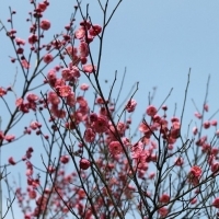 微信头像梅花图片