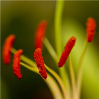 植物花草图片微信头像