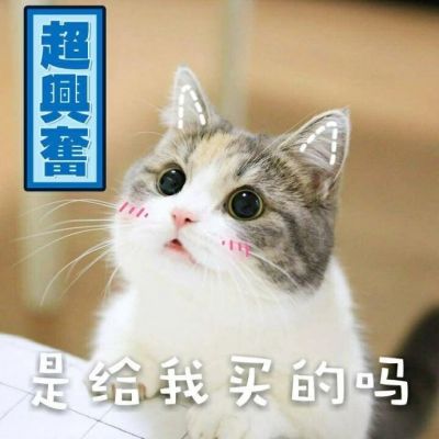 可爱猫咪带字头像