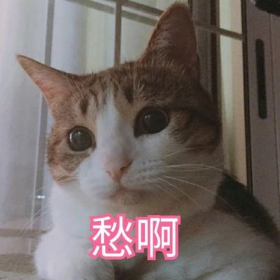 可爱猫咪带字头像