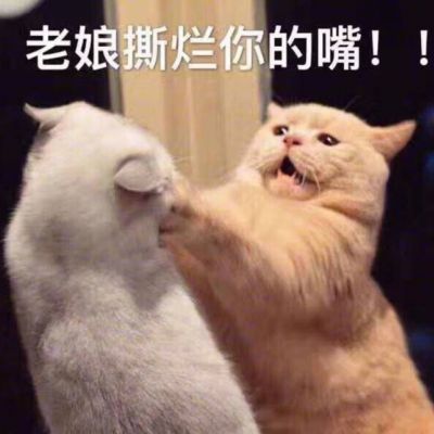 可爱猫咪带字头像