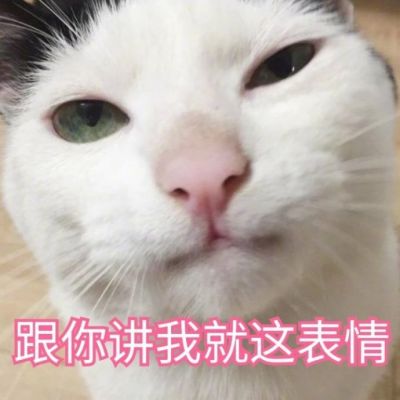 可爱猫咪带字头像