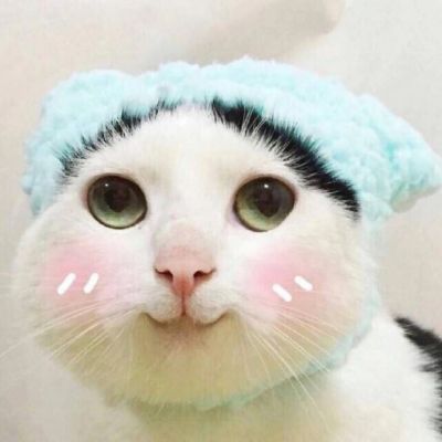 猫咪高清头像