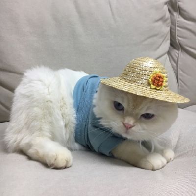 猫咪高清头像