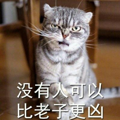 可爱猫咪带字头像图片