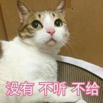 QQ头像猫咪带字