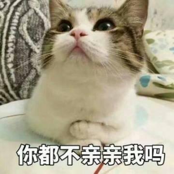 QQ头像猫咪带字