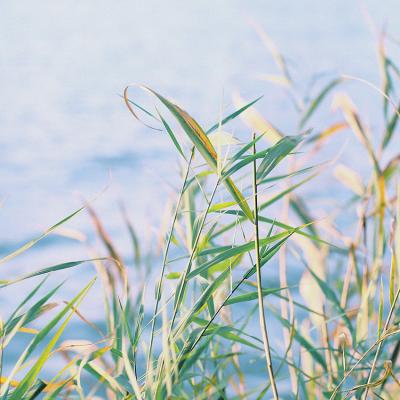 唯美意境风景头像图片