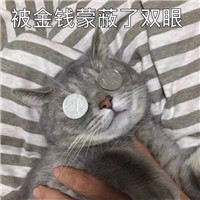 可爱猫带字头像图片