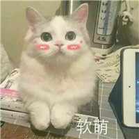 可爱猫带字头像图片