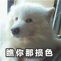 狗狗逗比头像带字