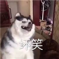 狗狗逗比头像带字