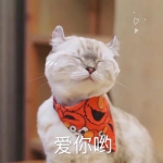 可爱萌萌哒的小猫头像带字