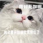 猫咪无聊带字表情包头像图片